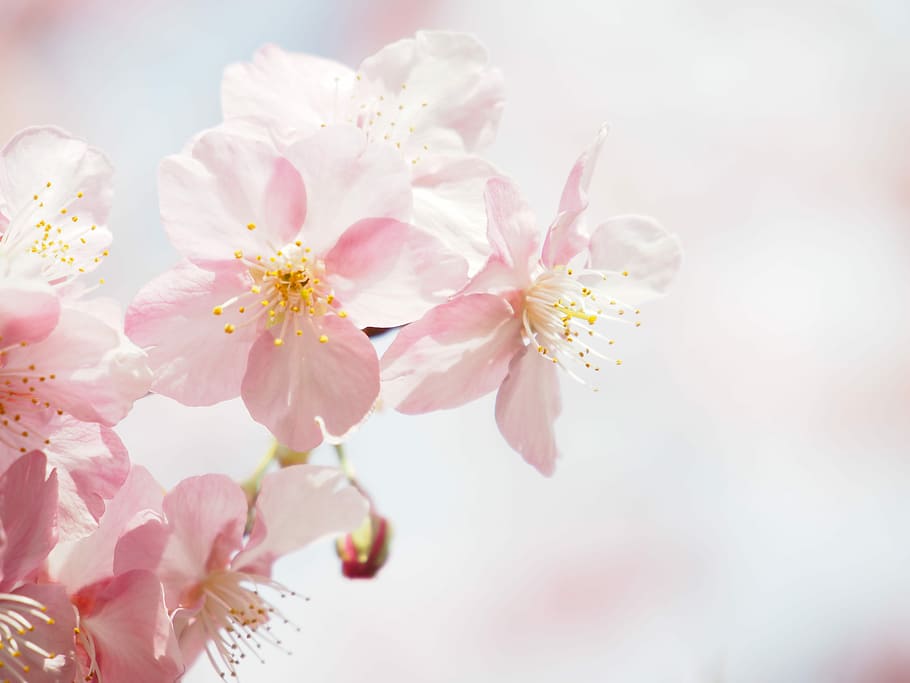 selective focus photography of pink petaled flower, kawazu cherry blossom, HD wallpaper