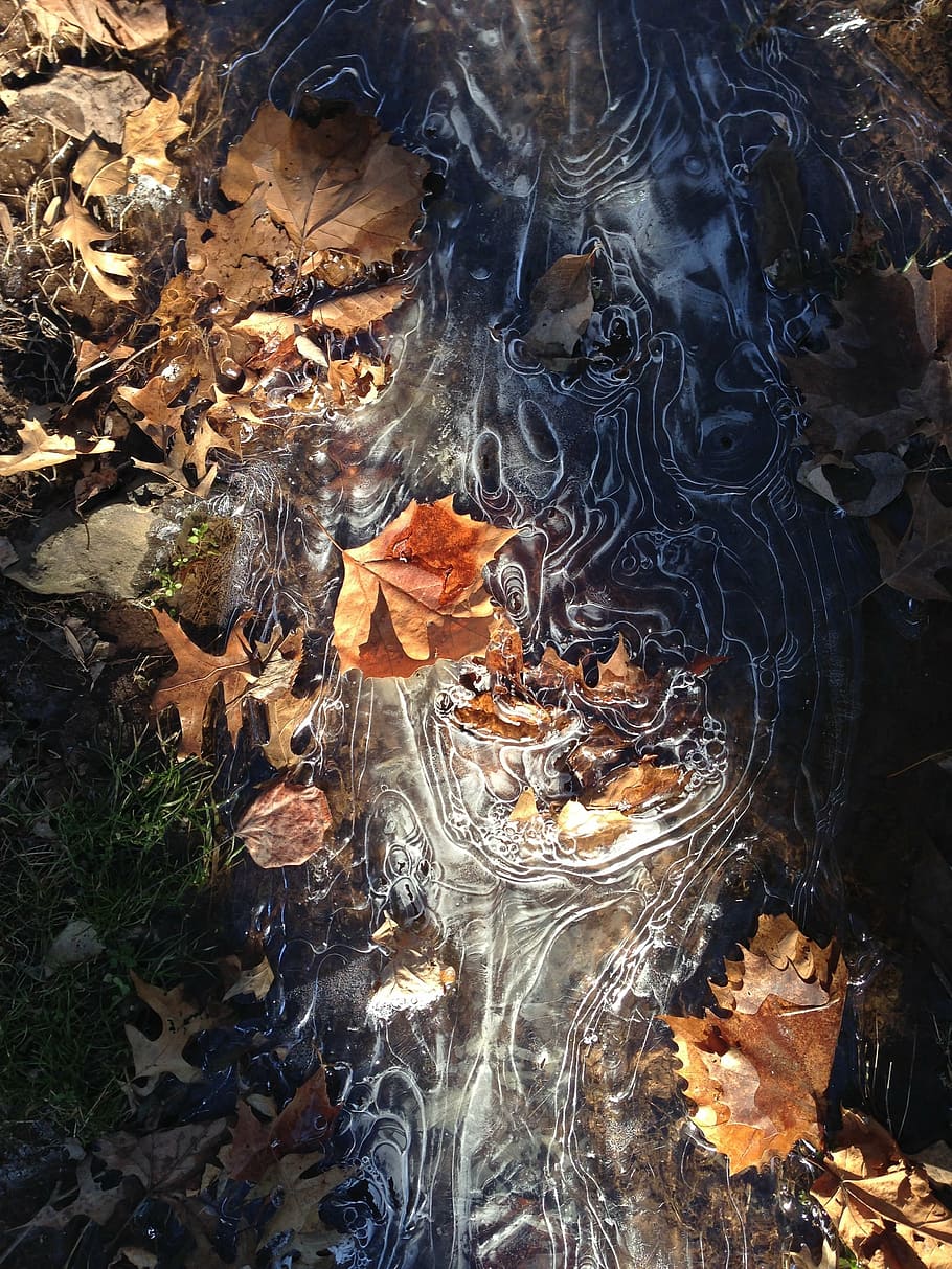 ice, leaves, colors, water, no people, nature, high angle view HD wallpaper
