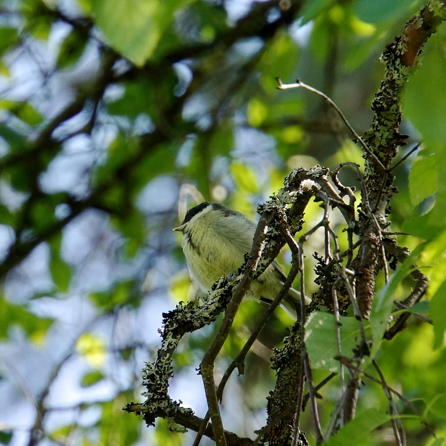 chick, bird, great tit, nature, wildlife, animal, branch, tree HD wallpaper