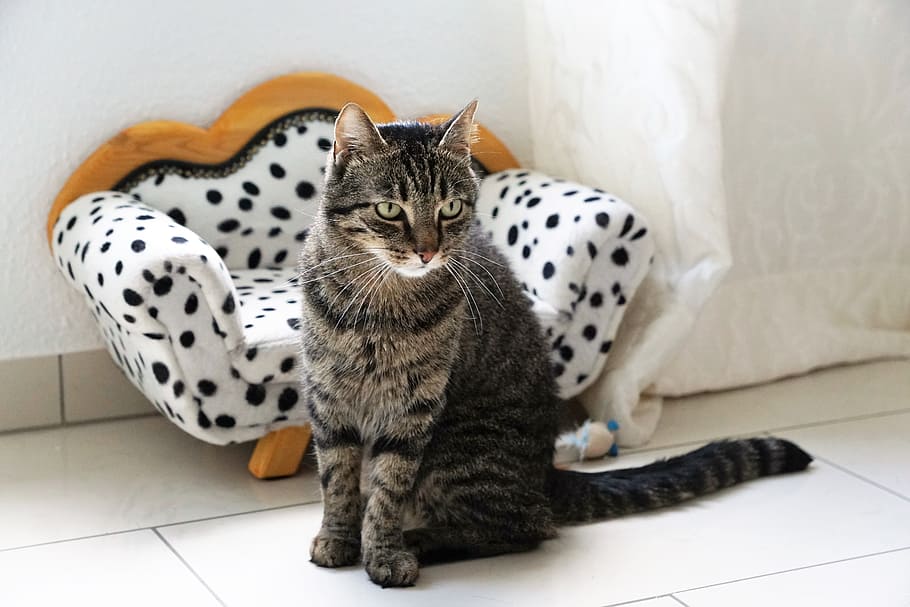 brown tabby cat sitting beside fabric chair, Tiger, Cat, Dalmatians