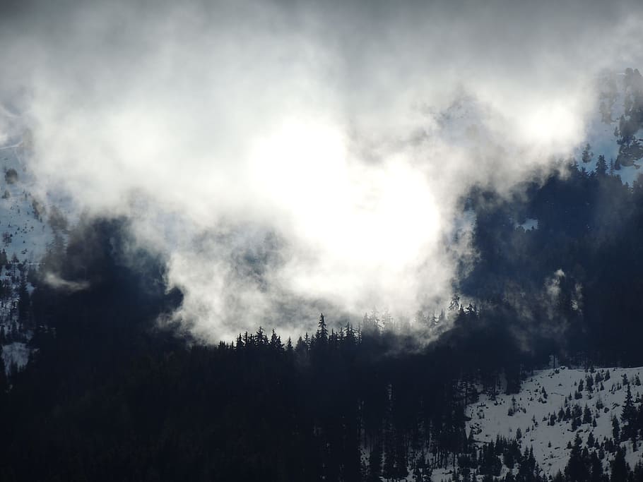 trees covered by fogs, cloud cover forest photo, snow, coated HD wallpaper
