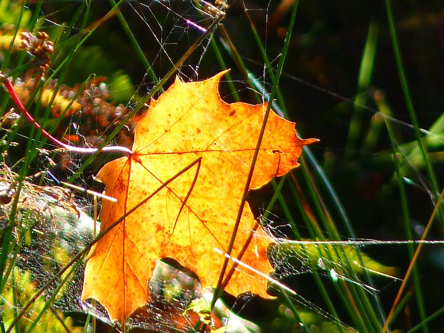 leaf, yellow, maple leaf, nature, plant, close-up, plant part HD wallpaper