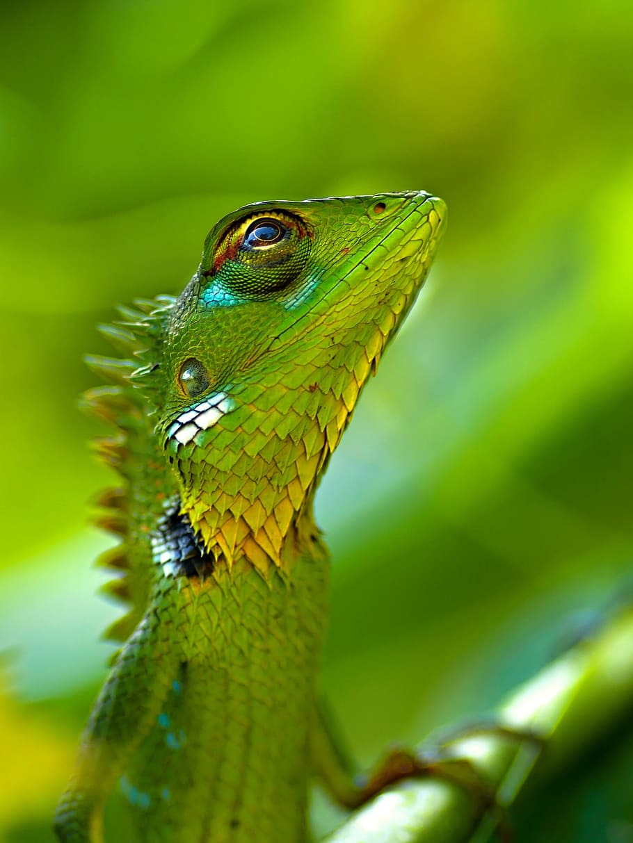 green reptile, car, bbb, aaa, one animal, animal themes, animal wildlife HD wallpaper