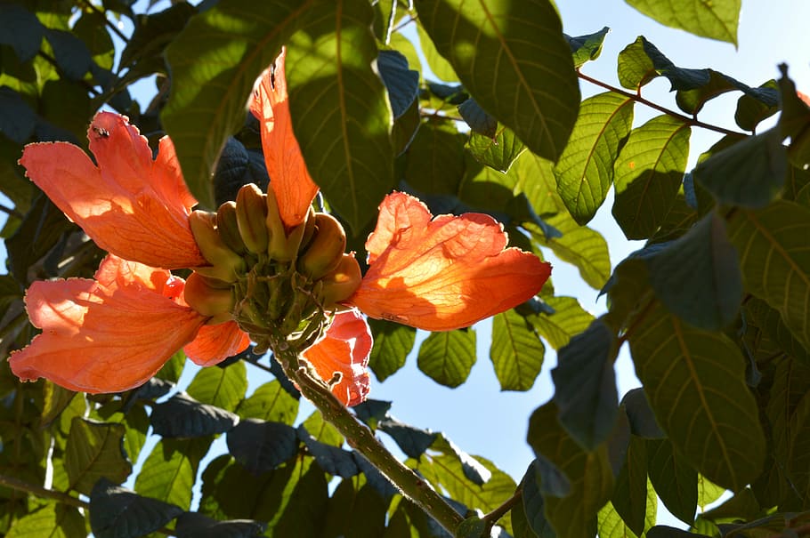flower, flying, sol, plant, growth, flowering plant, beauty in nature HD wallpaper