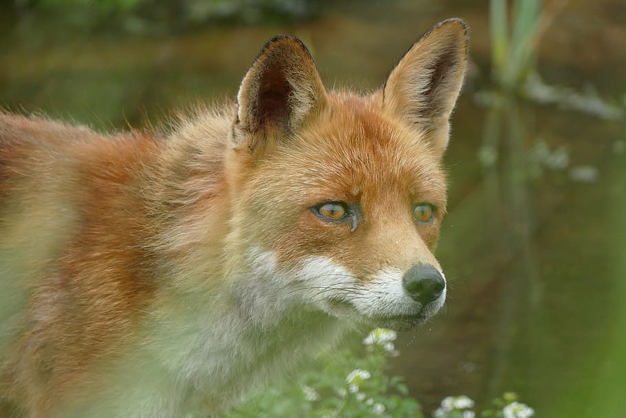 selective focus photography of brown and white fox, nature HD wallpaper