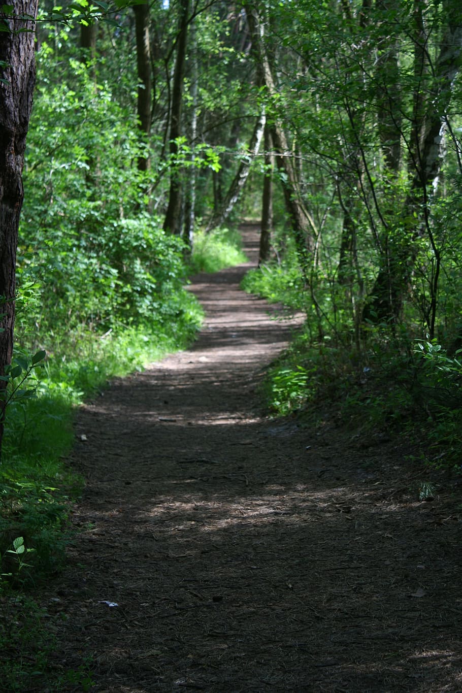 way, the path, forest, trail, tree, nature, landscape, spacer HD wallpaper