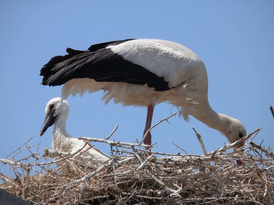 Storks, Animals, Camargue, animal wildlife, animals in the wild HD wallpaper
