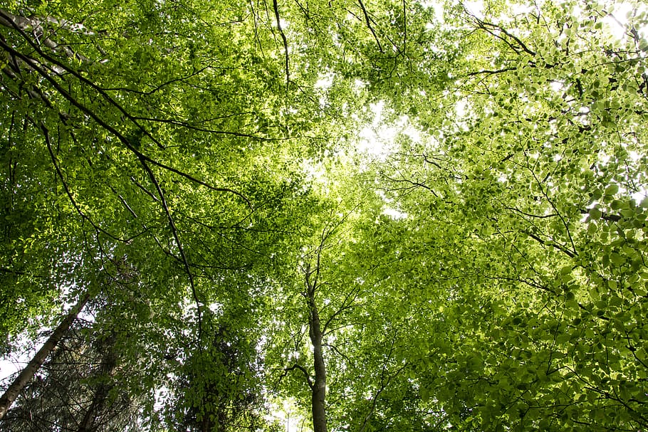 deciduous forest, trees, nature, plant, growth, land, beauty in nature HD wallpaper