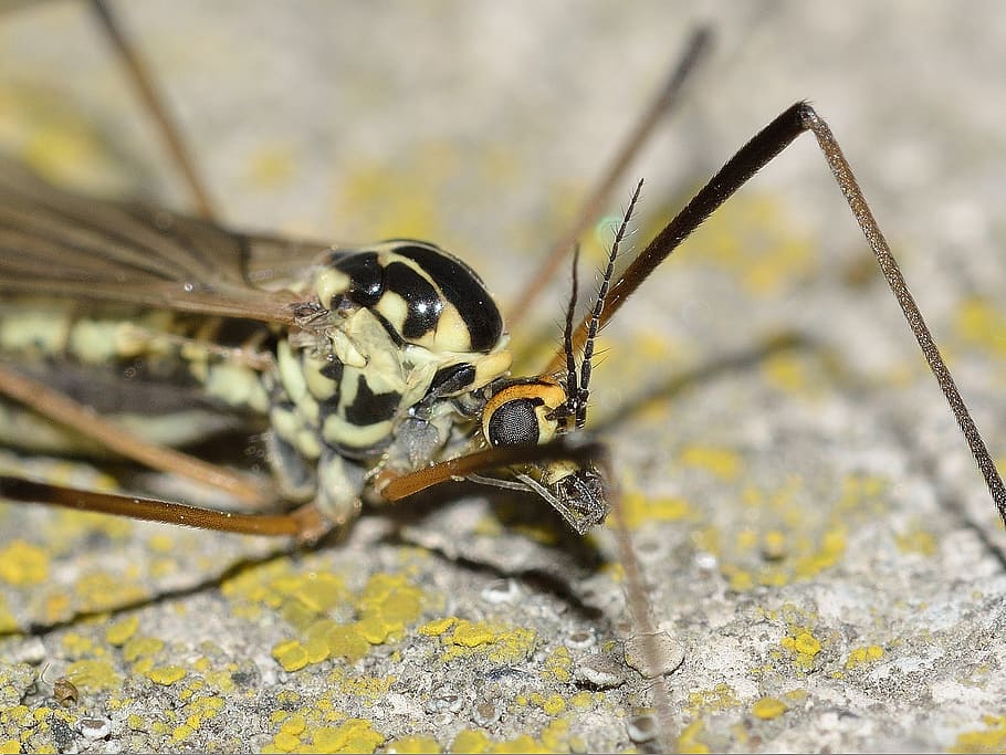 insects, diptera, daddy longlegs, invertebrate, animal themes HD wallpaper