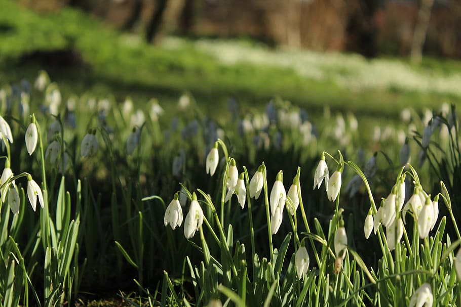 snowdrop, spring, park, white, forest, plant, growth, green color HD wallpaper