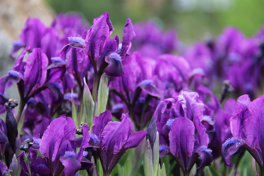 irises, flowers, flowering plant, vulnerability, purple, freshness HD wallpaper