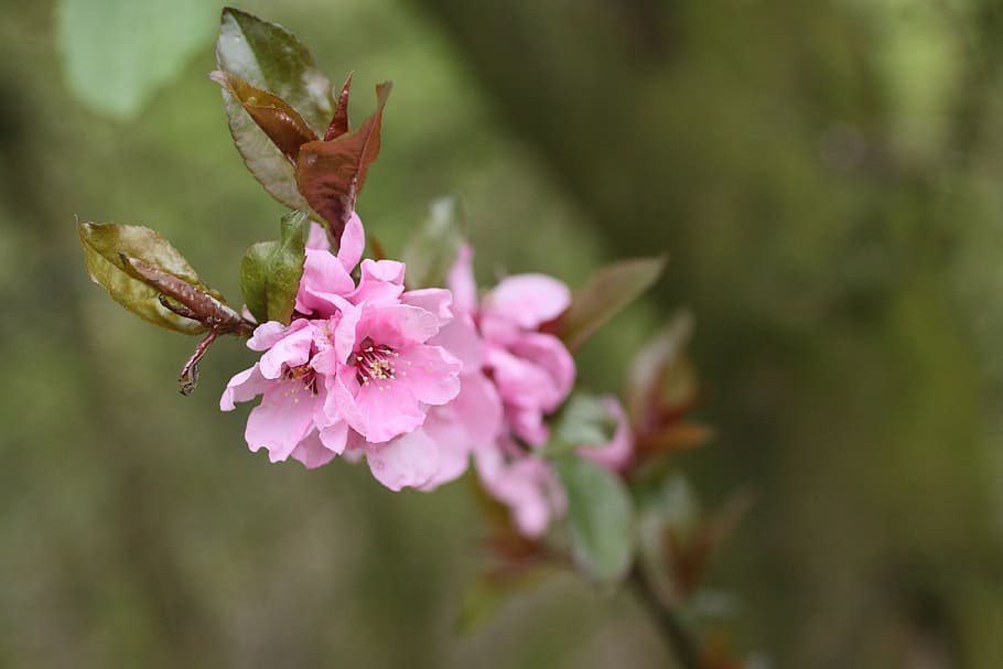 blossom, bloom, pink, spring, branch, nature, flower, pink color HD wallpaper