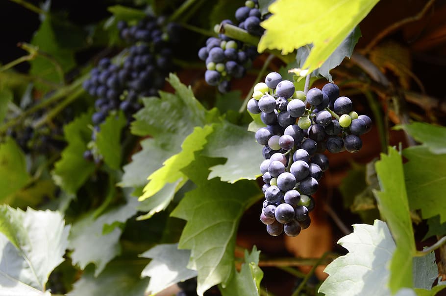 grapes, winegrowing, vine, ripe grapes, vines stock, food, fruits, HD wallpaper