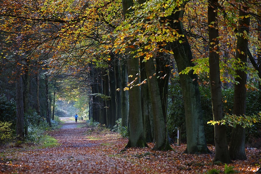 person walking on pathway between trees, fall, leaf, wood, nature HD wallpaper