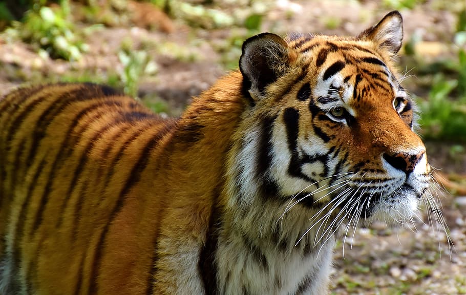 closeup photo of tiger on ground, predator, fur, beautiful HD wallpaper