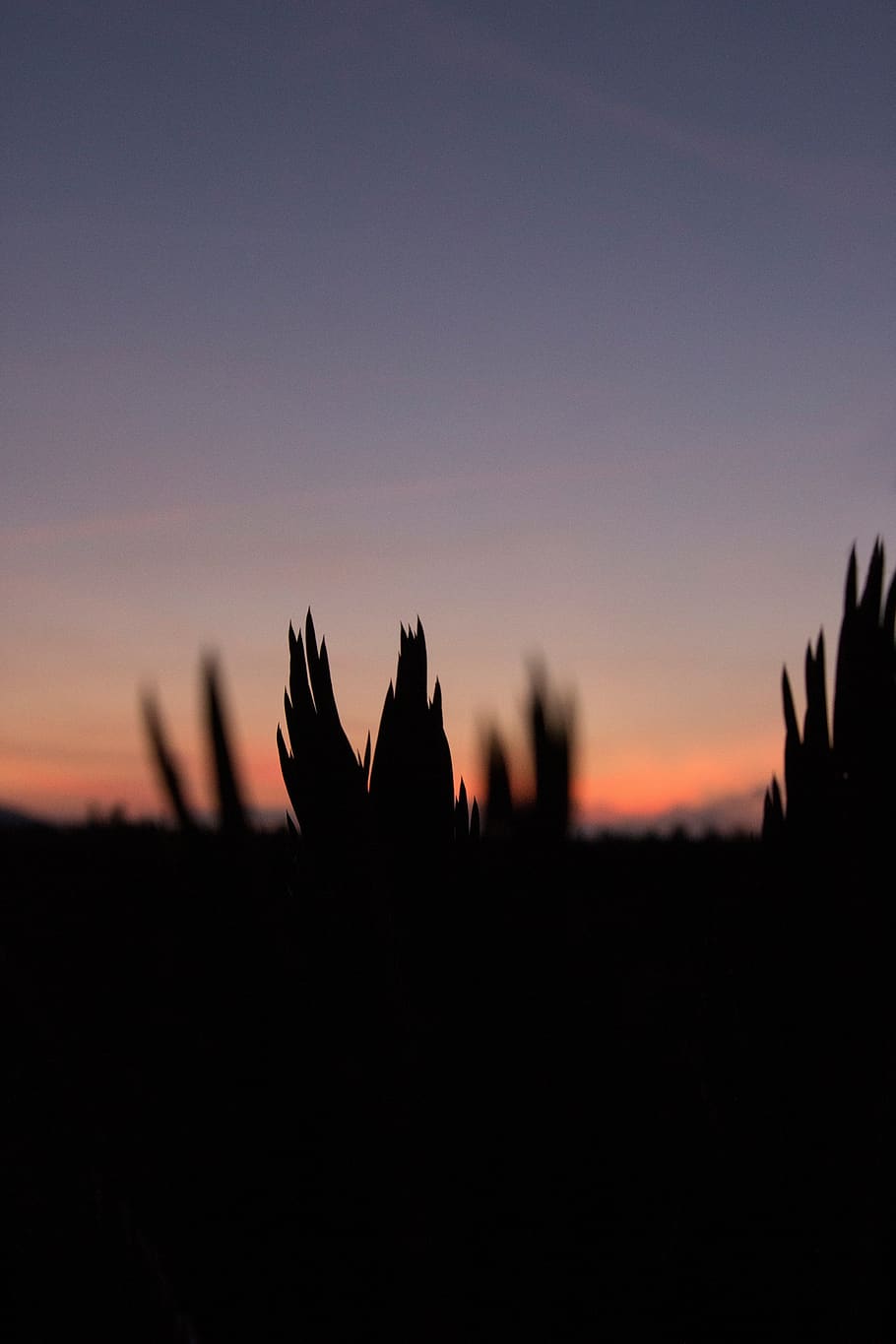 sunset, palm, plant, silhouette, sky, copy space, nature, tranquility HD wallpaper