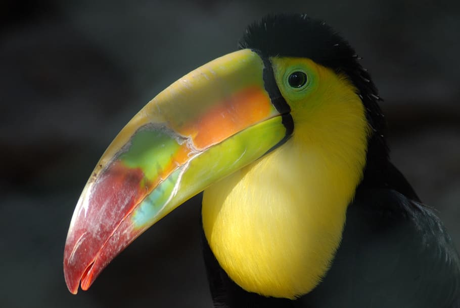 tucan, ave, nature, animal themes, bird, vertebrate, animal wildlife HD wallpaper