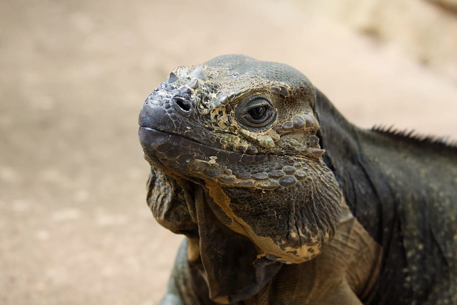 iguana, lizard, animal, animal themes, reptile, animal wildlife HD wallpaper