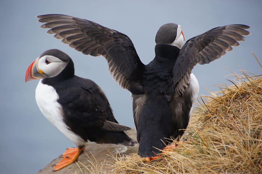 selective focus photo of two Atlantic puffin birds perching on cliff, HD wallpaper