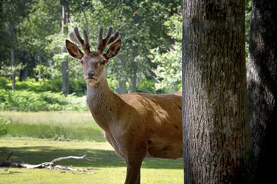 brown deer on green grass field, biche, red deer, nature, animals HD wallpaper