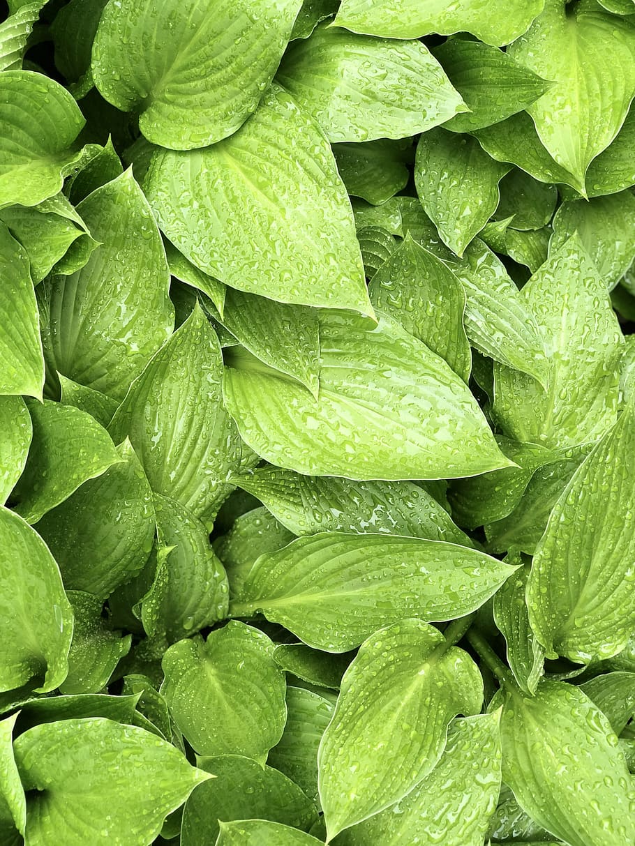 leaf, plant, herb, full frame, backgrounds, green color, freshness HD wallpaper
