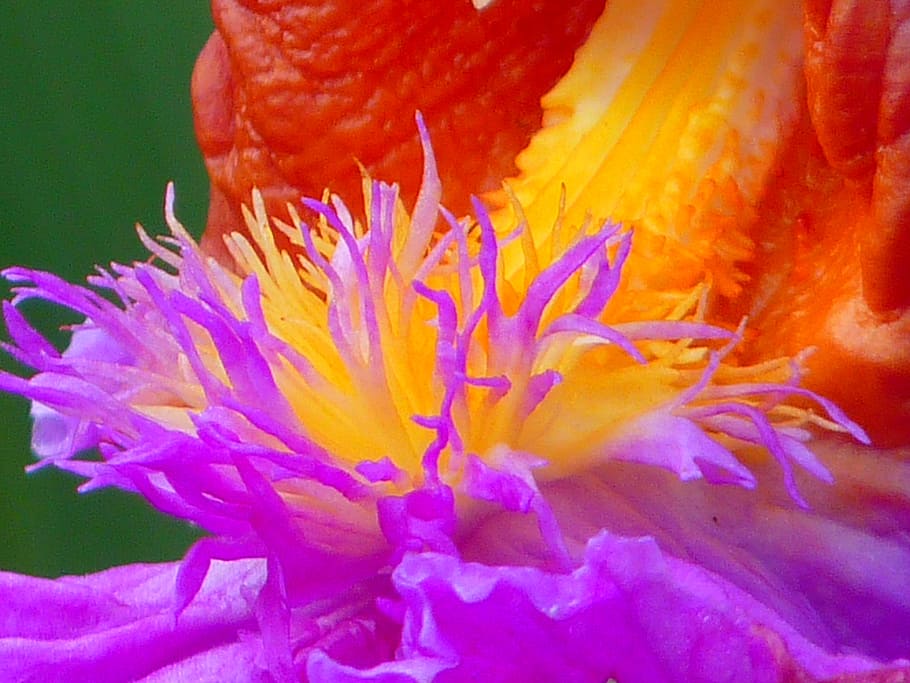 Plant, Blossom, Bloom, Macro, Close, colorful, pretty, beautiful HD wallpaper