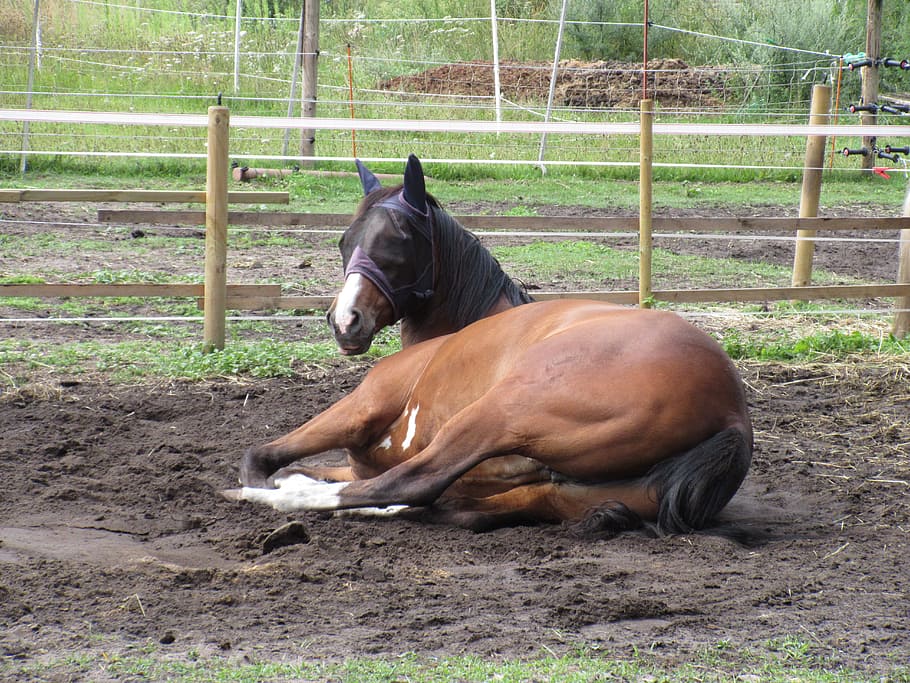 Horse, Coupling, Brown, concerns, pasture, fence, paddock, domestic animals HD wallpaper