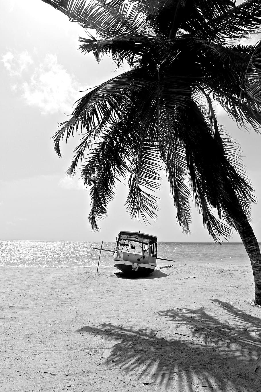 beach, sand, sea, white, black, black white, palm, tropics HD wallpaper