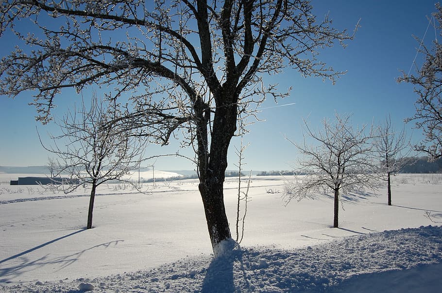 winter, tree, snow, nature, season, cold temperature, plant HD wallpaper