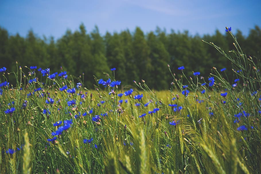 nature, blue, centaurea, cornflower, cornflowers, countryside, HD wallpaper