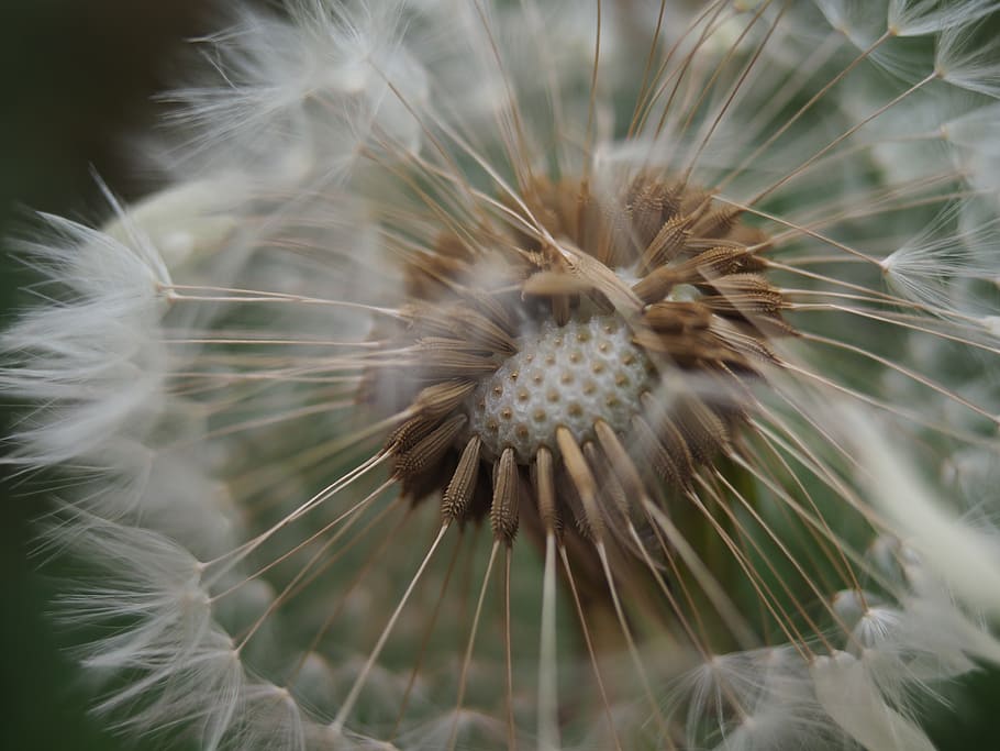 dandelion, flower, spring, seeds, macro, white, nature, close-up HD wallpaper