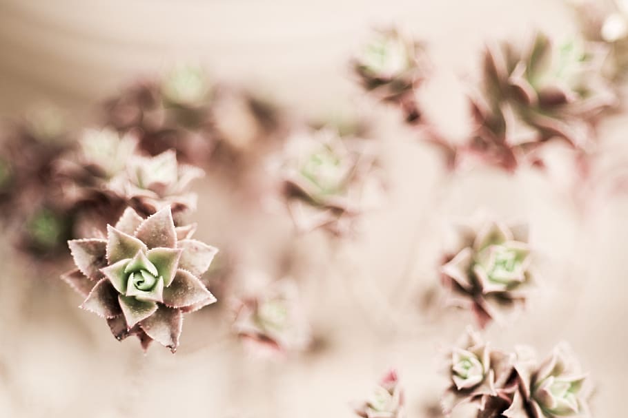 selective focus close-up photo flowers, green and brown succulents HD wallpaper
