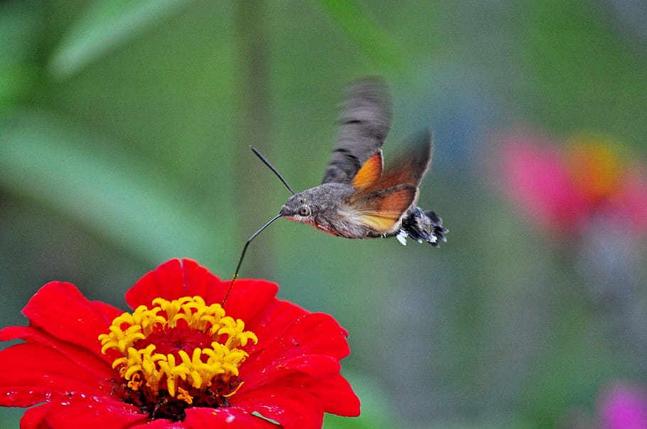 Insect, Moth, the hummingbird hawk-purple, flower, fragility, HD wallpaper