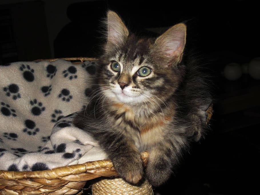 cute, breed cat, kitten, animal, animal themes, mammal, pets HD wallpaper