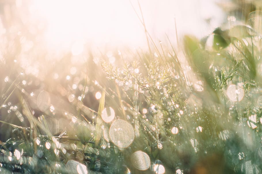 bokeh photography of dew on grass, sunrise, field, fauna, outdoor HD wallpaper