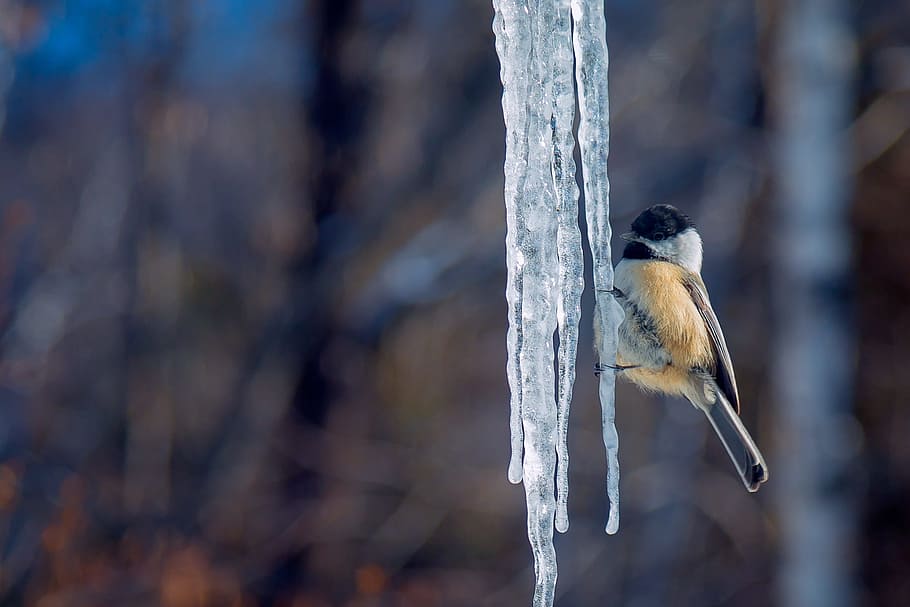 closeup and selective focus photography of bird on stalactite HD wallpaper