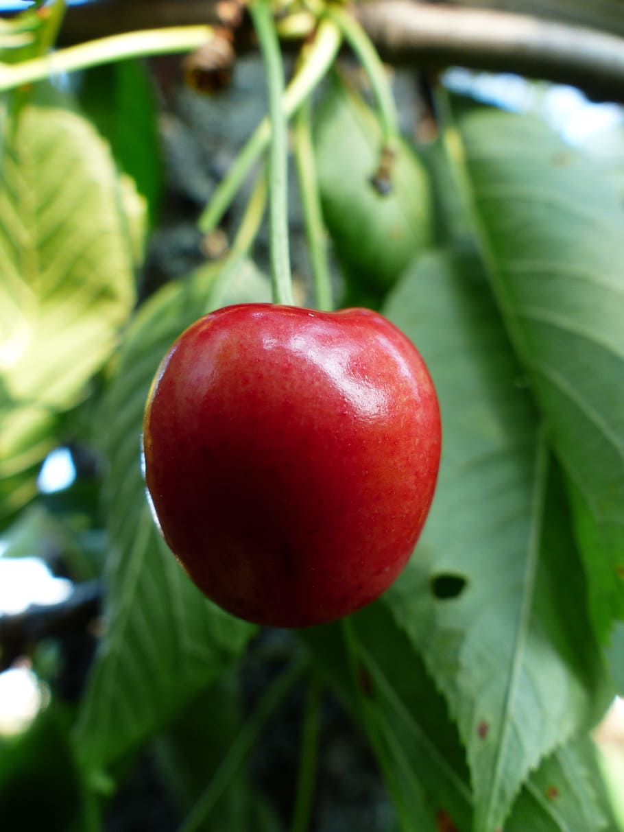 Sweet Cherry, Cherry, Red, Red, Fruit, healthy, leaves, branch HD wallpaper