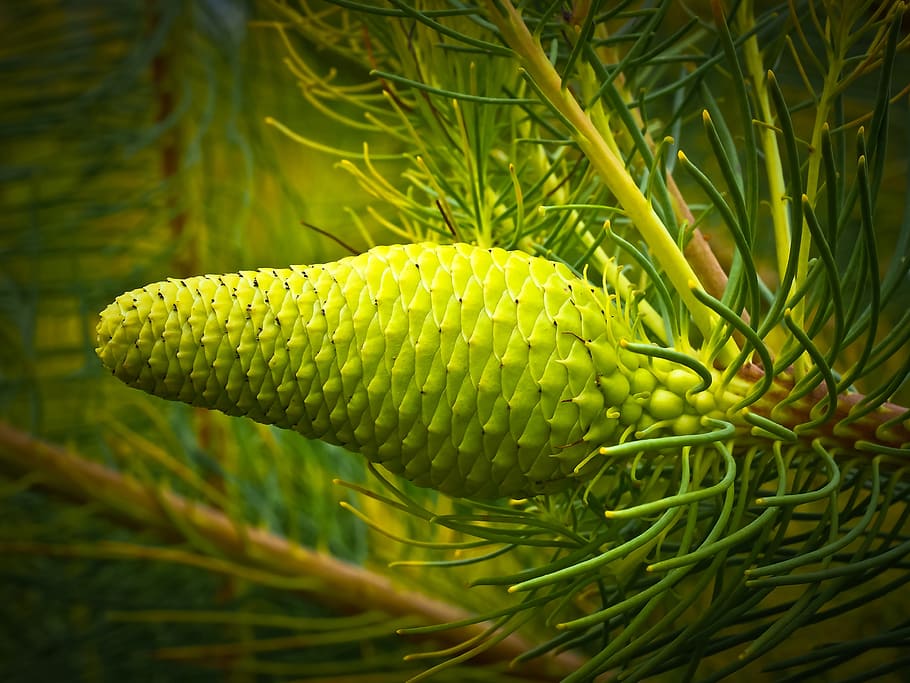 silver tree, plant, nature, tap, fruit, araucarie, araucaria HD wallpaper
