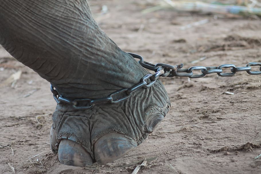 chain on elephant feet, nature, the environment, animals, thailand