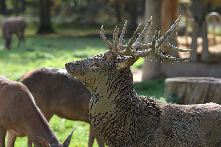 hirsch, antler, forest, wild, nature, mammal, red deer, real deer HD wallpaper