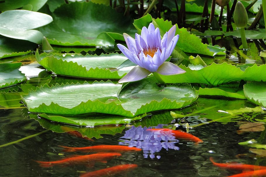 nymphaea alba, lotus, summer, reflection, flower, pool, flowering plant HD wallpaper