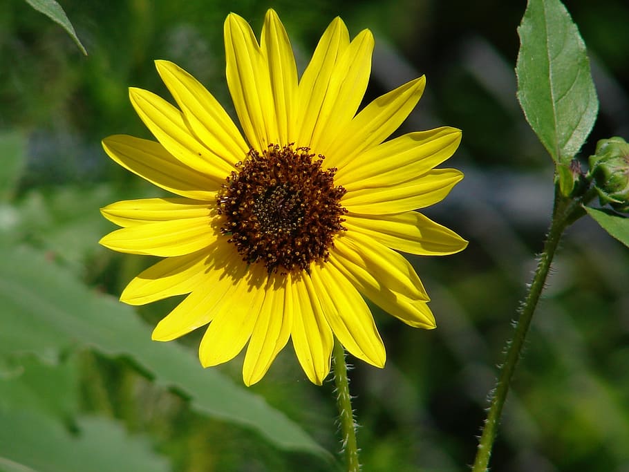 flower, yellow, daisy, bloom, nature, summer, sunny, yellow flowers HD wallpaper
