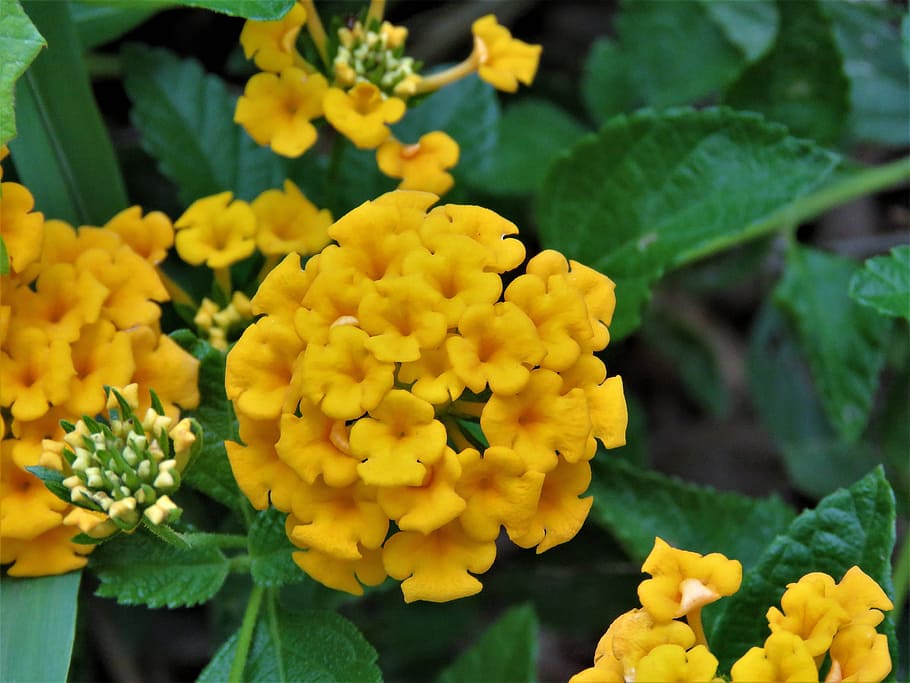 flower, tiny, yellow, garden, flowering plant, freshness, vulnerability HD wallpaper
