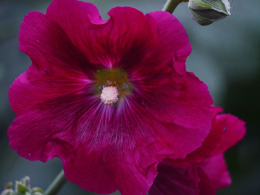 althaea rosea, hana aoi, red purple, flowers, bud, leaf, green, HD wallpaper