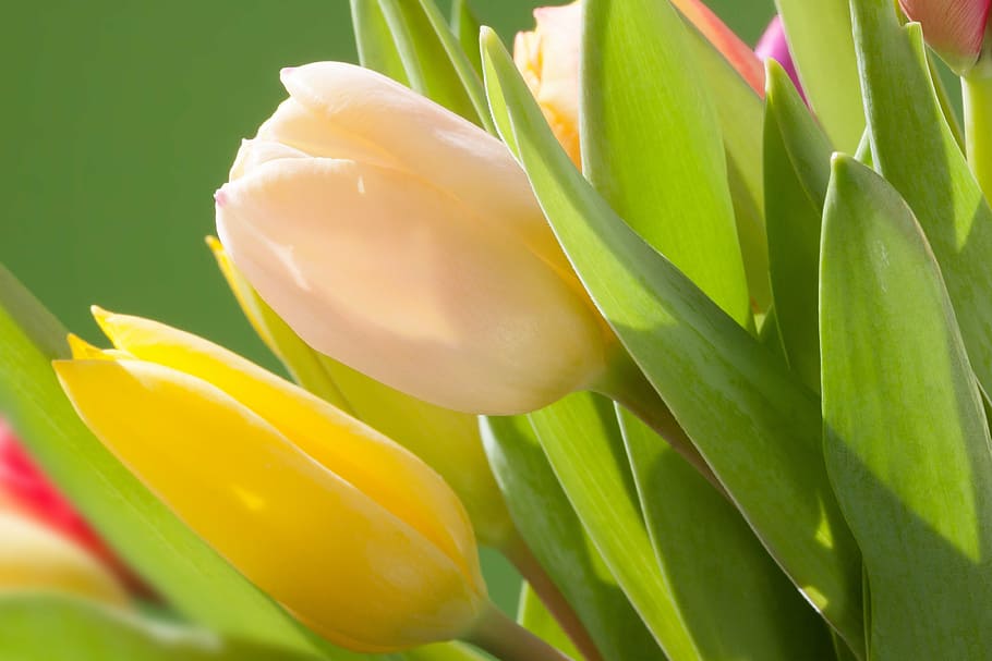 tulips, bouquet, spring, macro, nature, flowers, schnittblume HD wallpaper