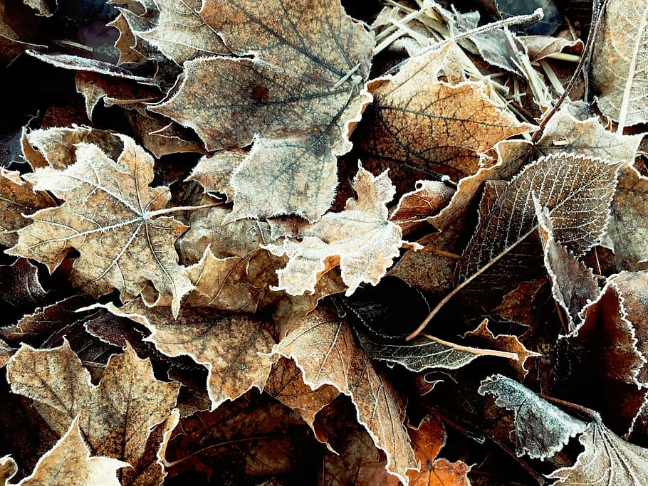 closeup photo of withered maple leaves, fall, dried, nature HD wallpaper