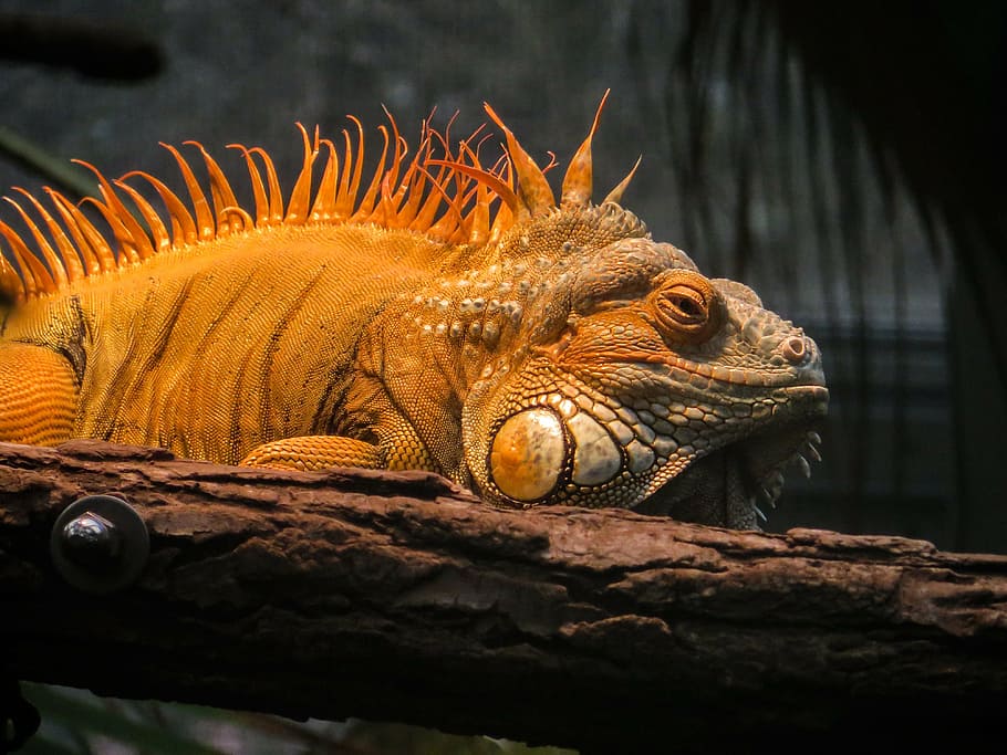 iguana, animal, dragon, lizard, scaly, one animal, animal themes HD wallpaper