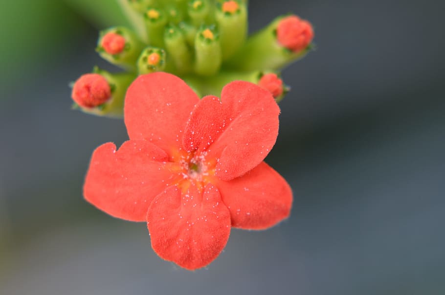 Macro, Simple, Beautiful, flower, plant, petal, nature, red HD wallpaper