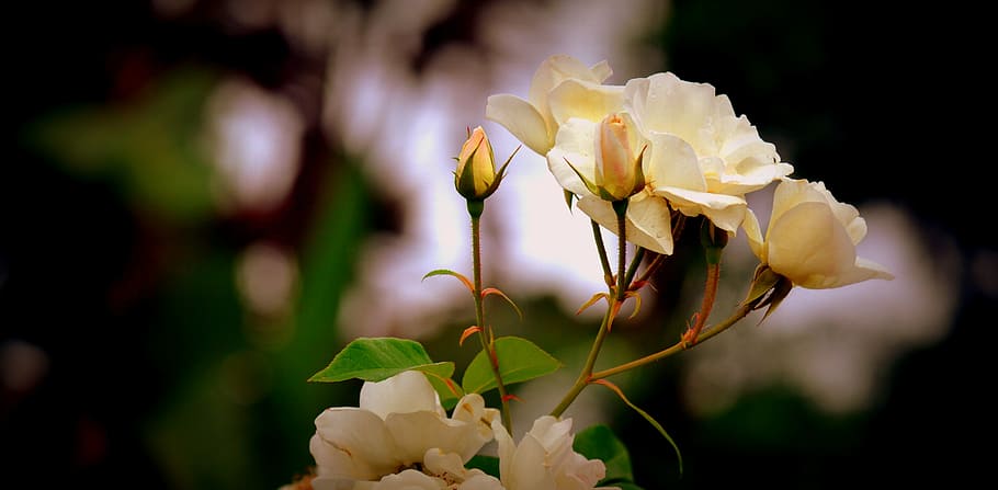 close-up photo of white rose flowers, yellow rose, bud, summer HD wallpaper