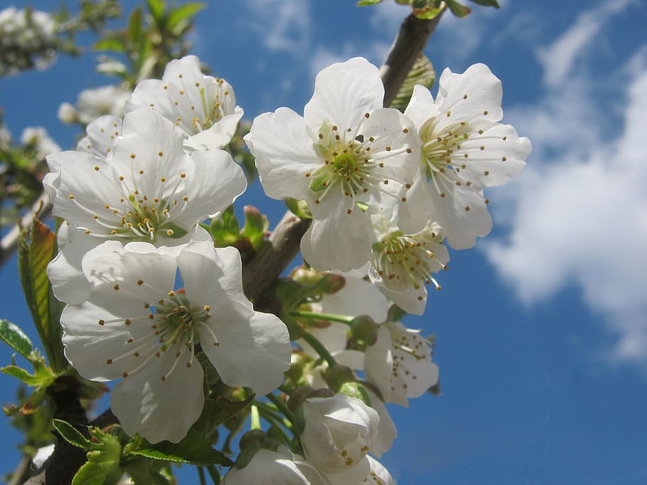 HD Wallpaper Cherry Blossom Bloom White Sunny Spring Tree Tree Pruning Wallpaper Flare